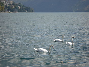 Ducks swimming in lake