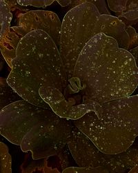 Close-up of raindrops on leaves