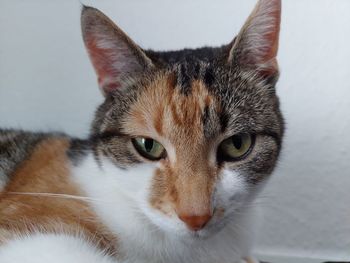 Close-up portrait of cat