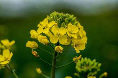 Close-up of yellow flowering plant on field