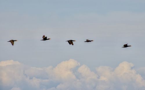 Low angle view of birds flying against sky