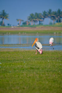 View of a bird on water