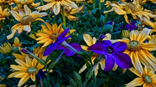 Close-up of purple flowering plants