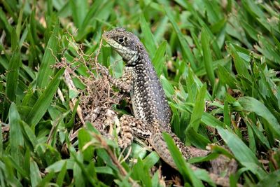 Lizard on field