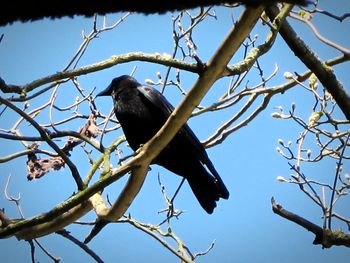 Low angle view of birds perching on branch