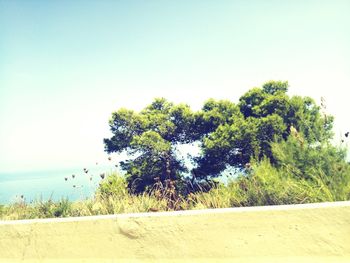 Trees on beach against clear sky