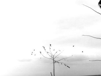 Low angle view of birds flying against sky