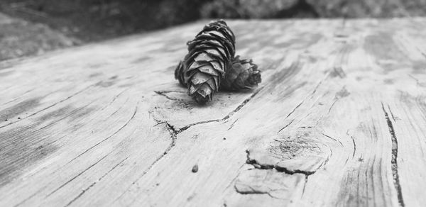 Close-up of a lizard on wooden plank