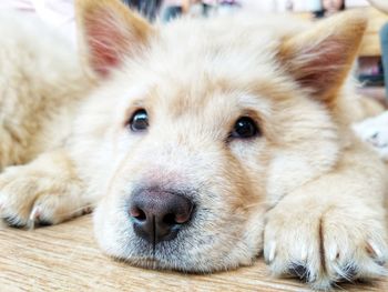 Close-up portrait of dog lying down