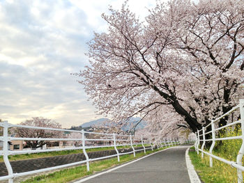 Empty road along bare trees