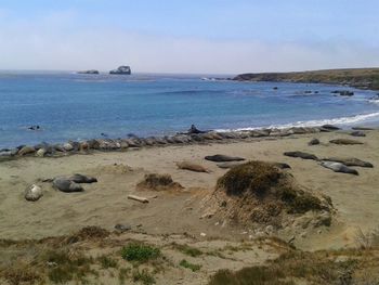 Scenic view of beach against sky