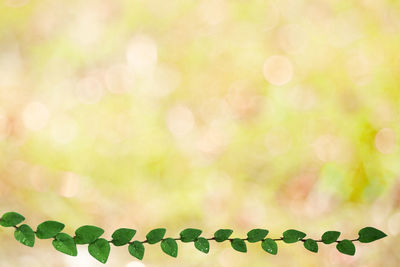 Defocused image of plants against bright sun