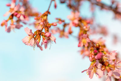 Close-up of pink cherry blossom tree