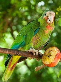 Close-up of bird perching on tree