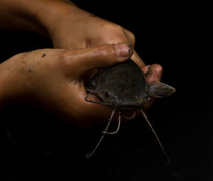 Close-up of dirty hands holding catfish against black background