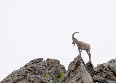 Low angle view of lion standing on rock against clear sky