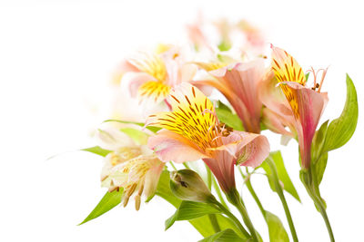 Close-up of yellow flowering plant