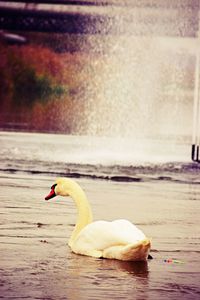 Swan floating on a lake