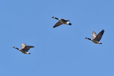 Low angle view of seagulls flying in sky