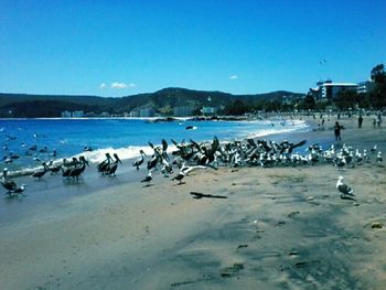 Birds on beach against clear blue sky