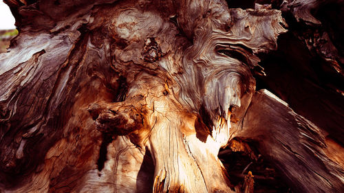 Low angle view of wood on rock