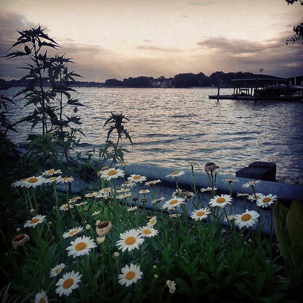 water, sky, flower, beauty in nature, tranquil scene, tranquility, nature, lake, plant, cloud - sky, scenics, growth, sea, sunset, river, cloud, cloudy, idyllic, outdoors, grass