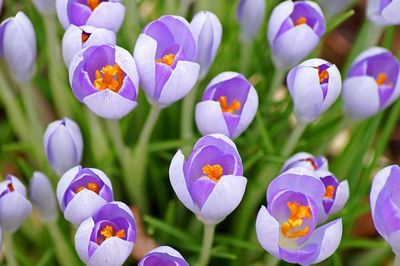 Close-up of purple flowers