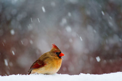 Close-up of bird on snow