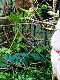 Close-up of dog on grass