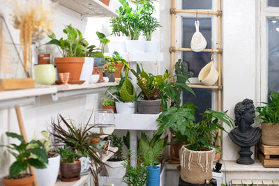House plants in a stylish interior of a room at home in pots. the concept of home gardening. 