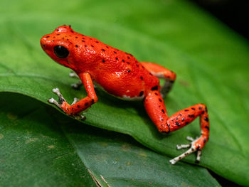 Strawberry poison dart frog in bastimentos national park, bastimentos island, bocas del toro, panama