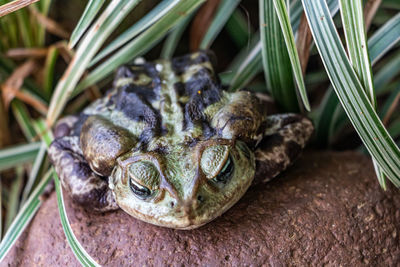 Close-up of frog