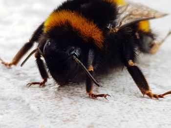 Close-up of bee