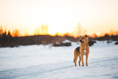 Dog standing on snow covered land