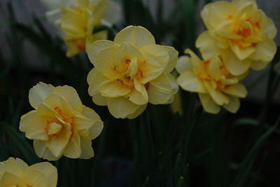 High angle view of yellow flowering plant