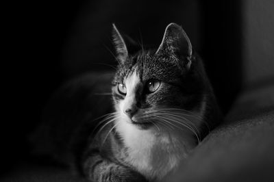 Close-up of cat looking away