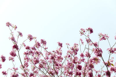 Low angle view of pink flowers against clear sky