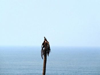 Bird on wooden post by sea against clear sky