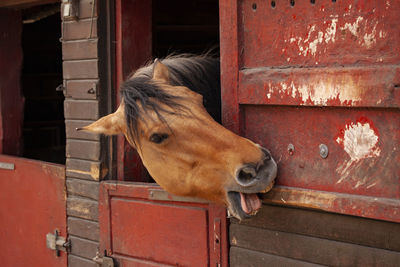 View of a horse in stable