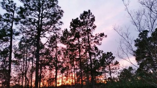 Low angle view of trees against sky