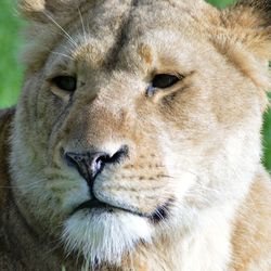 Close-up portrait of lion