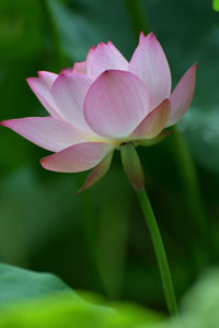 Close-up of pink water lily