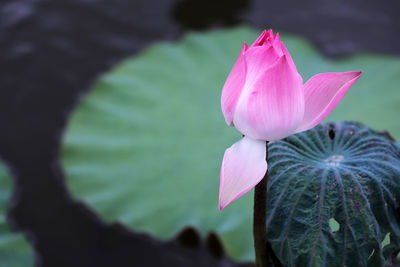 Close-up of pink lotus water lily