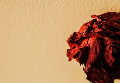 Close-up of red flower