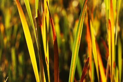 Close-up of fresh plants