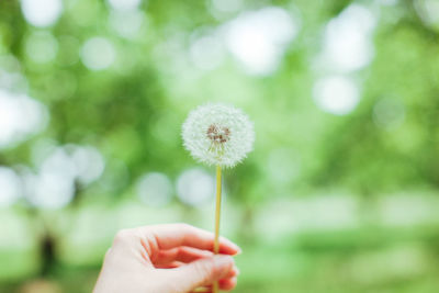 Close-up of hand holding dandelion on field