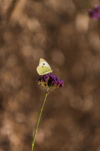 Close-up of butterfly pollinating on flower