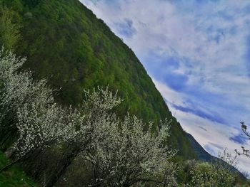 Low angle view of fresh green tree against sky