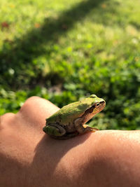 Frog on person 
