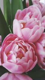 Close-up of pink rose